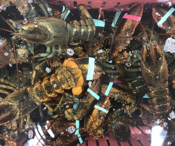 Fresh One pound Live Maine Lobsters (CHIX). $18.99/lb.