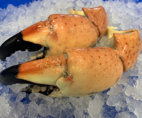 Fresh Colossal Stone Crab Claws. Fresh In!