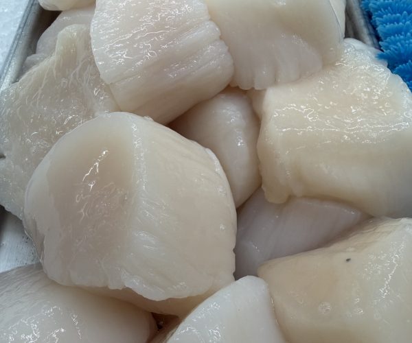Fresh “Dry” U-10 JUMBO New England Sea Scallops-$49.99/lb.